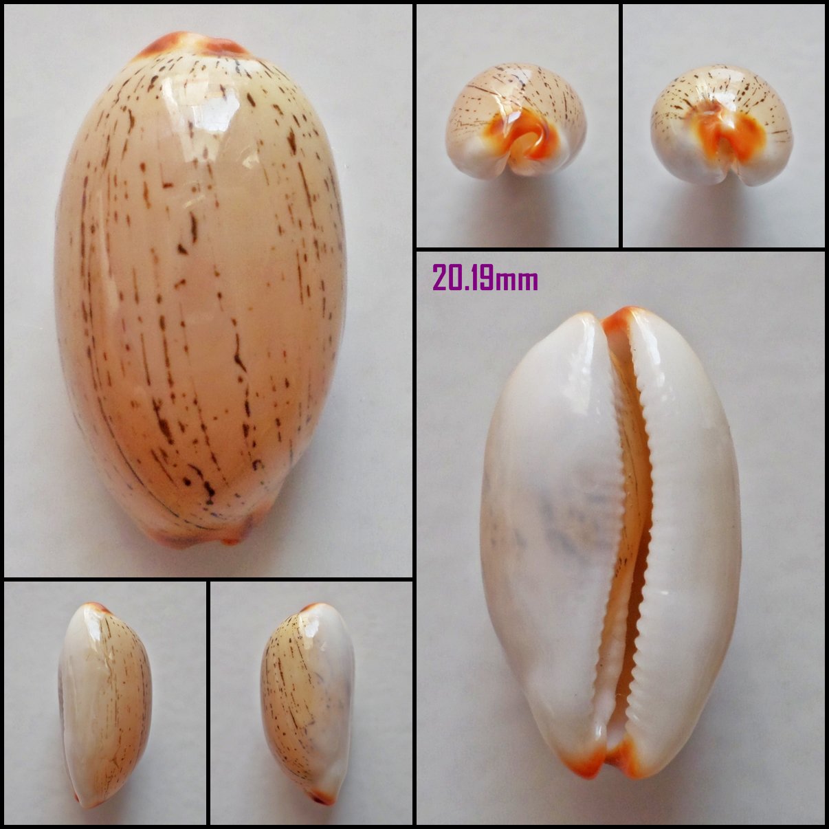 AFA20 - Luria isabella 20.19mm