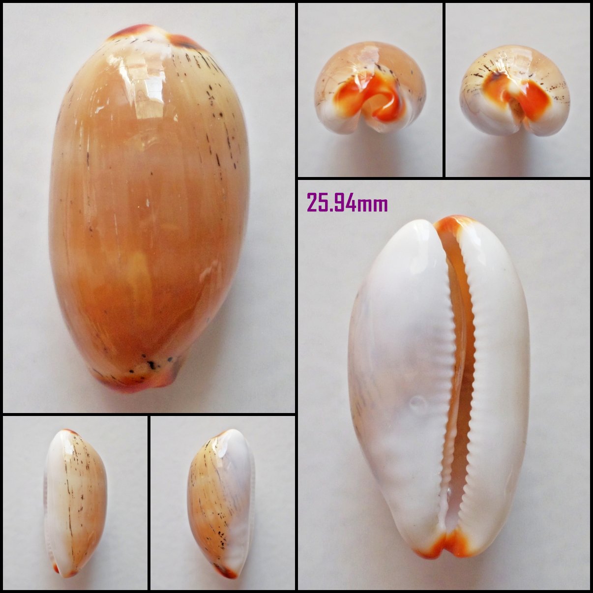 AFB16 - Luria isabella 25.94mm