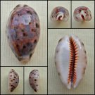 ACC18 - Lyncina lynx 29.28mm