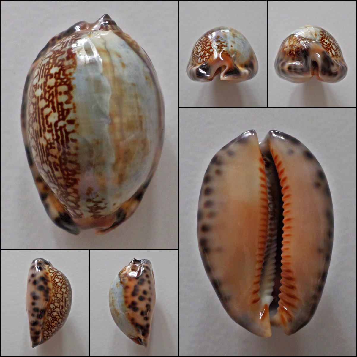 AEC22 - Mauritia arabica arabica 47.09mm