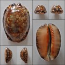 AEC23 - Mauritia arabica arabica 50.16mm