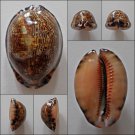 AEC24 - Mauritia arabica arabica 54.76mm