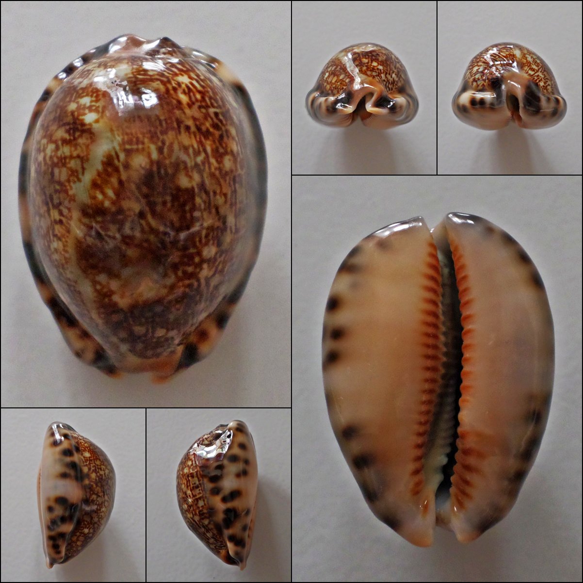 AEC25 - Mauritia arabica arabica 46.57mm
