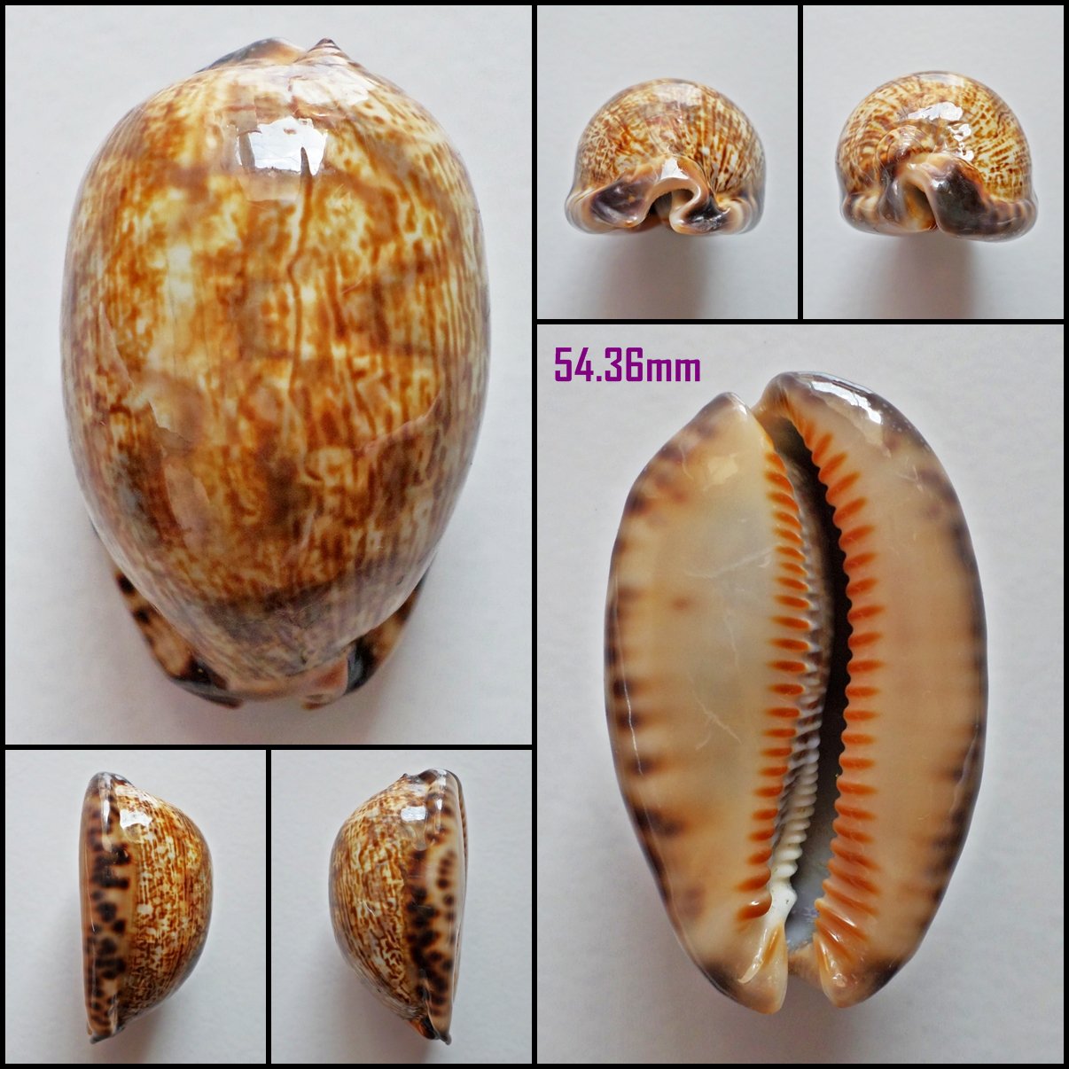 AFB02 - Mauritia arabica arabica 54.36mm