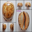 AFB02 - Mauritia arabica arabica 54.36mm