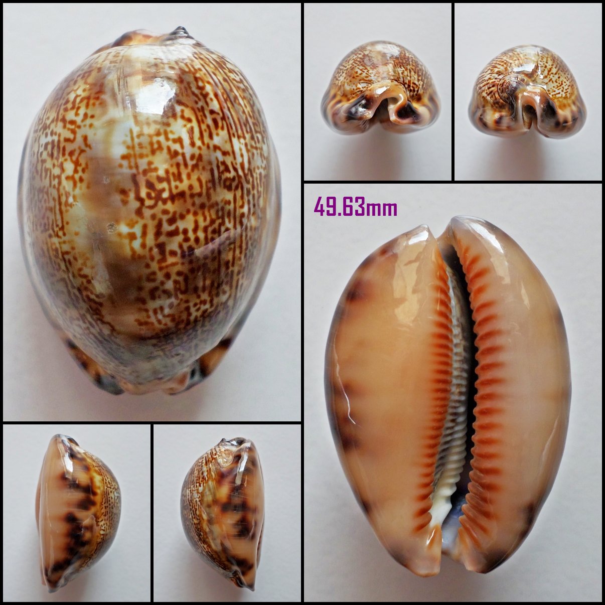 AFB04 - Mauritia arabica arabica 49.63mm