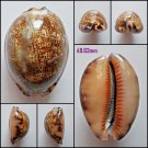 AFB04 - Mauritia arabica arabica 49.63mm