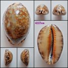 AFB05 - Mauritia arabica arabica 48.67mm