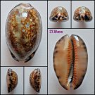 AFB08 - Mauritia arabica arabica 37.94mm
