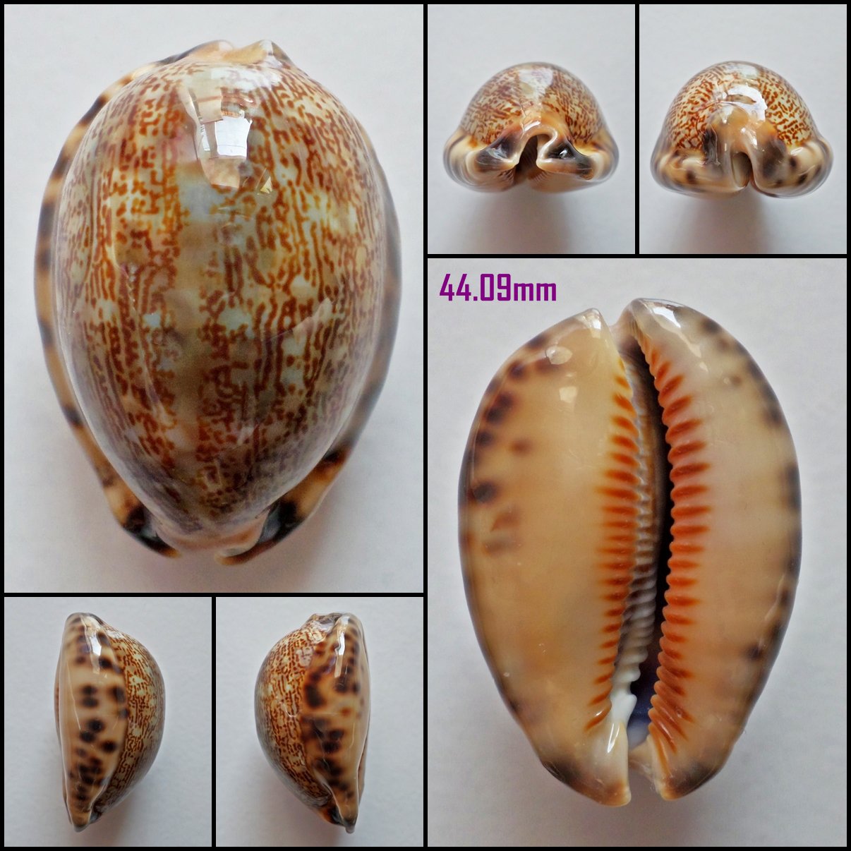 AFB10 - Mauritia arabica arabica 44.09mm