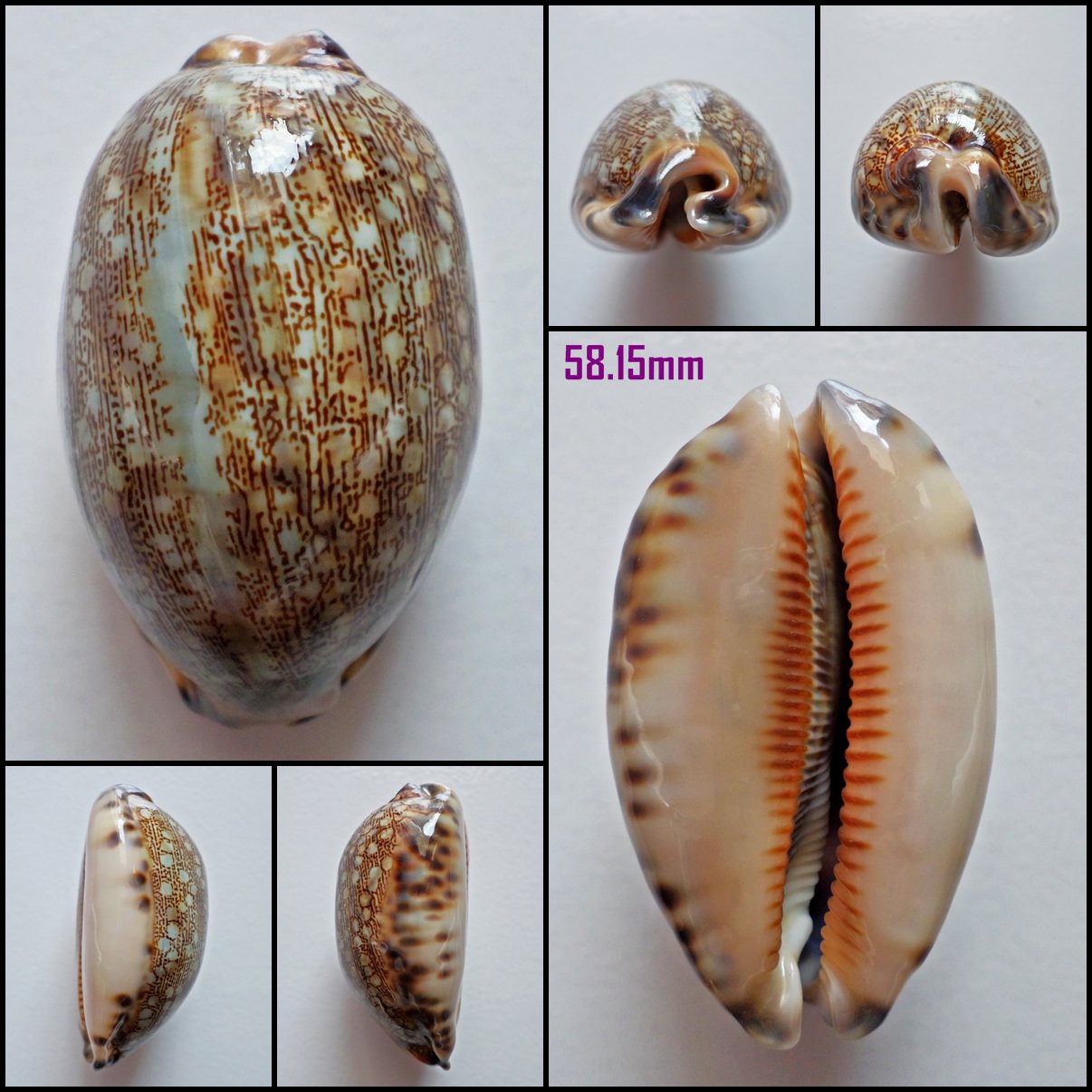 AFA02 - Mauritia eglantina 58.15mm