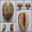 AFA02 - Mauritia eglantina 58.15mm
