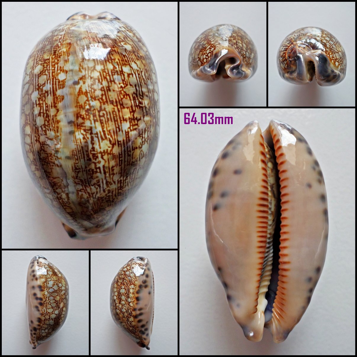 AFA03 - Mauritia eglantina 64.03mm