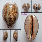 AFA03 - Mauritia eglantina 64.03mm