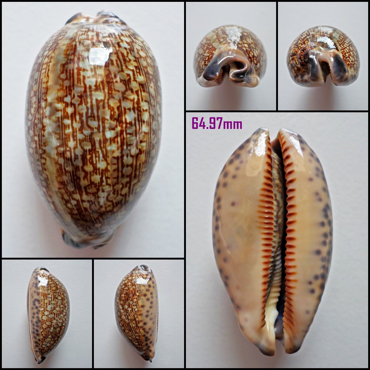 AFA04 - Mauritia eglantina 64.97mm