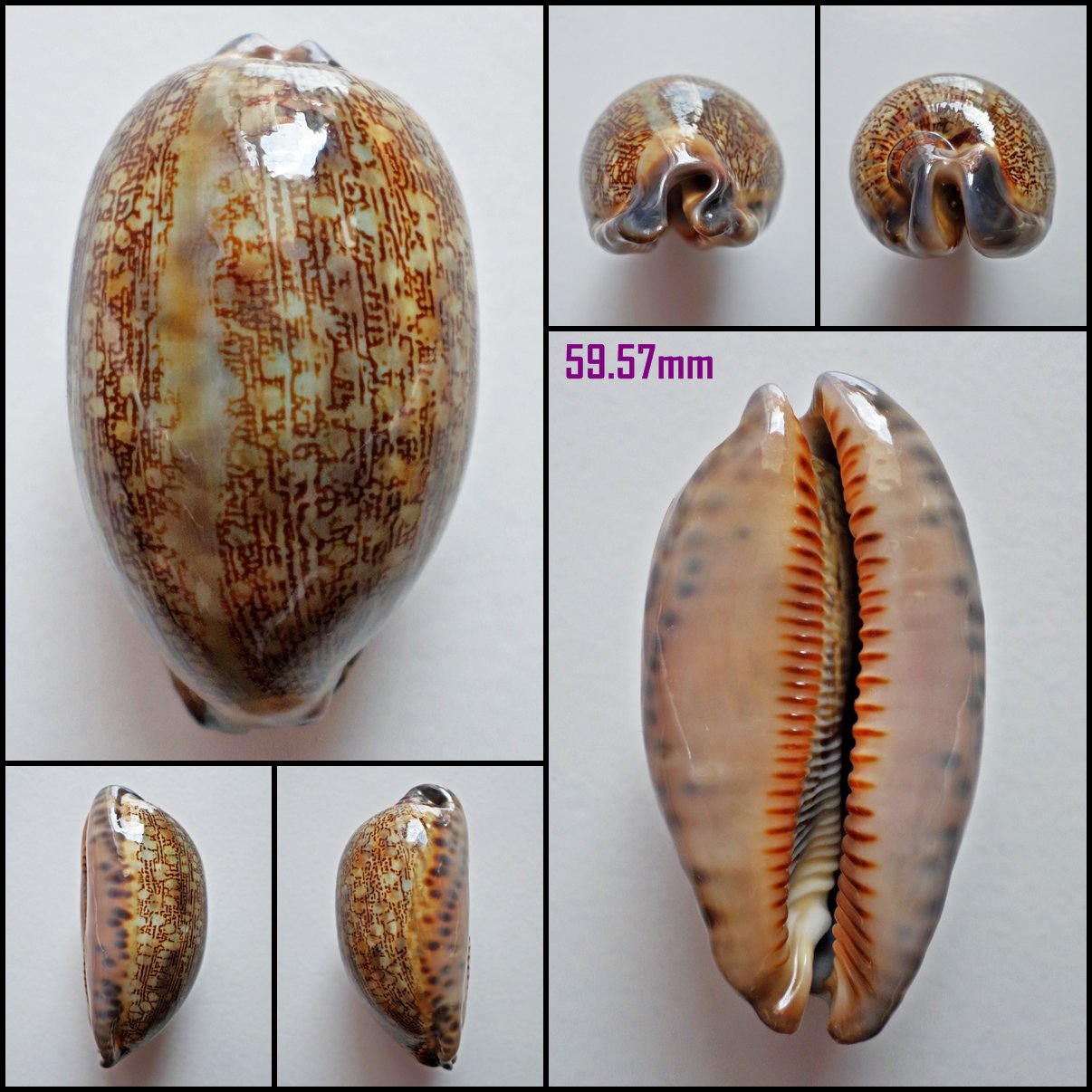 AFA05 - Mauritia eglantina 59.57mm
