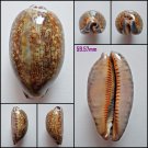 AFA05 - Mauritia eglantina 59.57mm