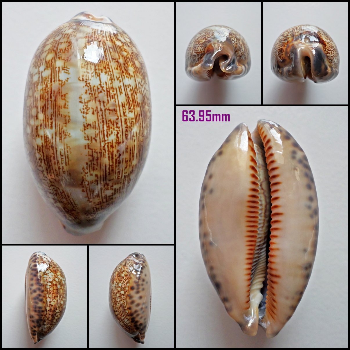 AFA06 - Mauritia eglantina 63.95mm