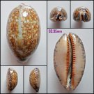 AFA06 - Mauritia eglantina 63.95mm