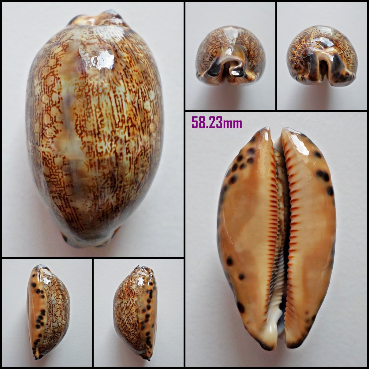AFA07 - Mauritia eglantina 58.23mm