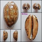 AFA07 - Mauritia eglantina 58.23mm
