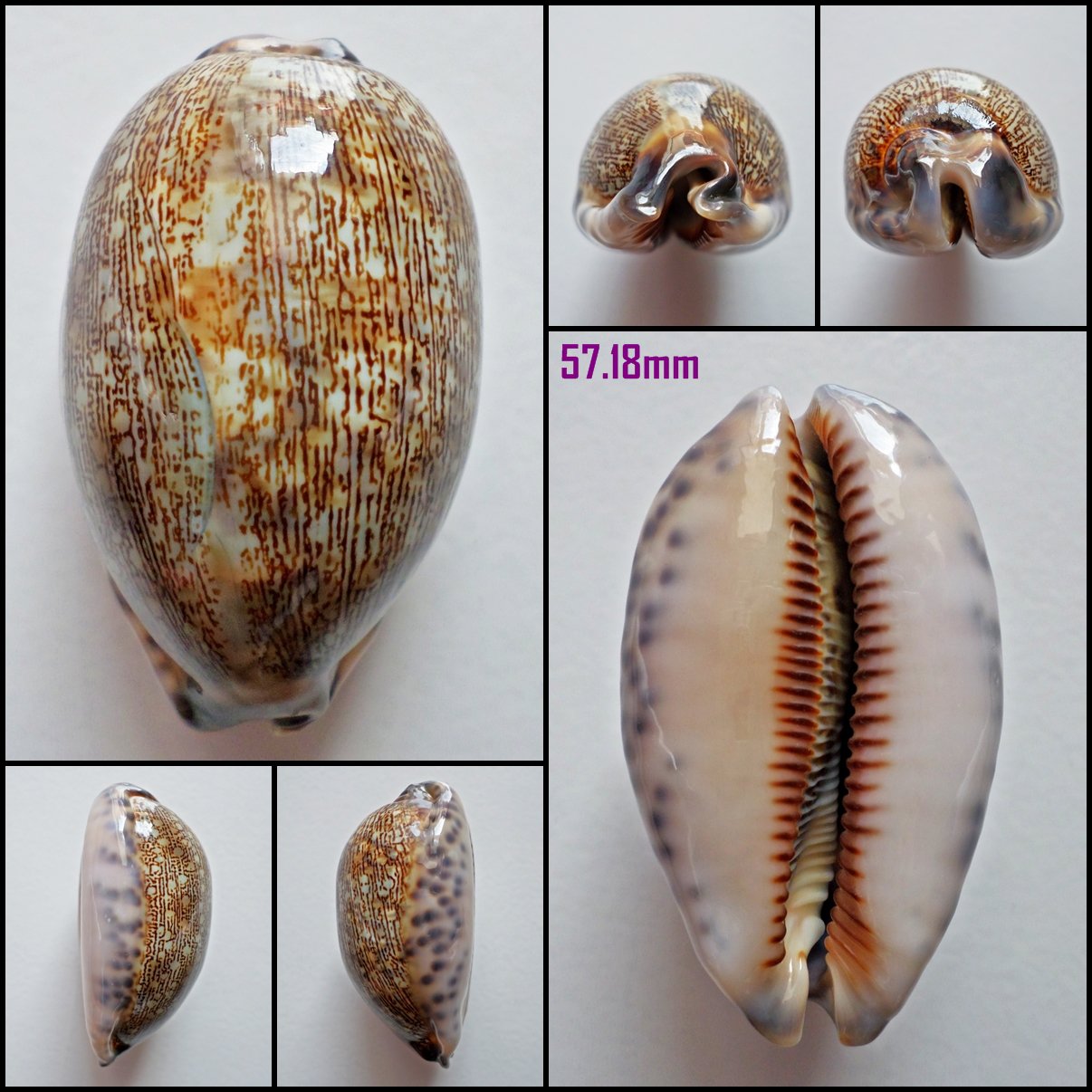 AFA08 - Mauritia eglantina 57.18mm