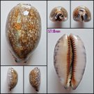 AFA08 - Mauritia eglantina 57.18mm
