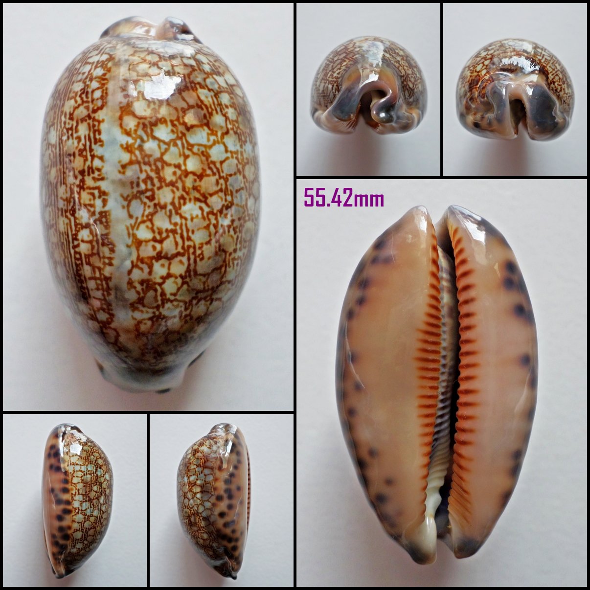AFA09 - Mauritia eglantina 55.42mm