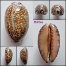 AFA09 - Mauritia eglantina 55.42mm