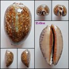 AFA10 - Mauritia eglantina 55.49mm