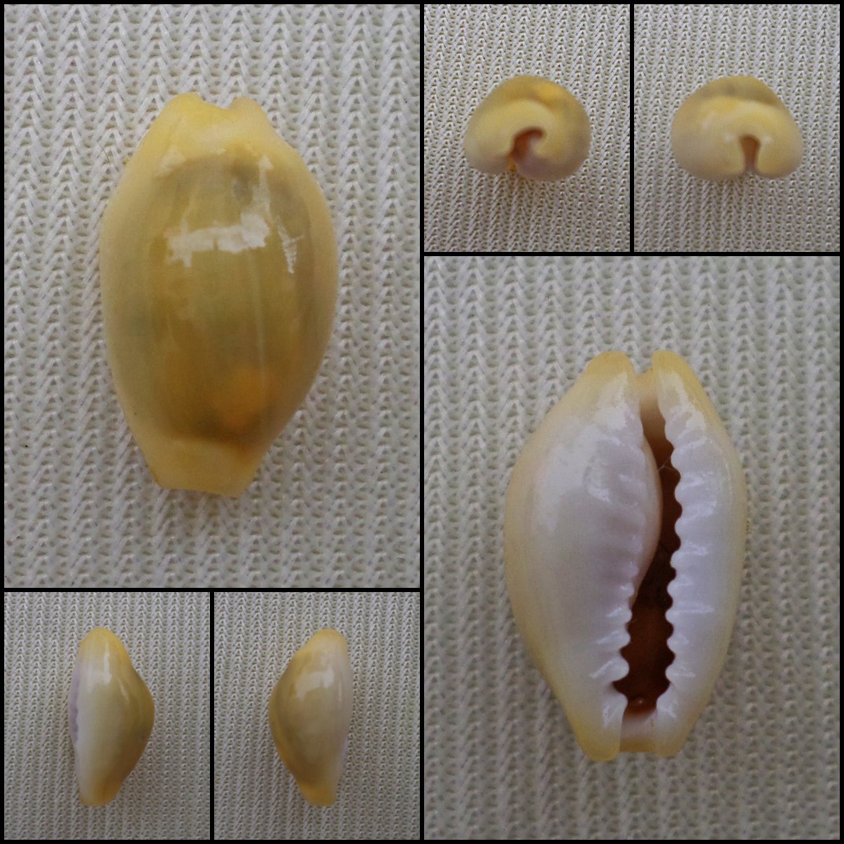 AHB02 - Monetaria moneta 12.36mm