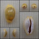 AHB02 - Monetaria moneta 12.36mm