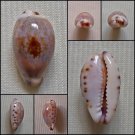 AHB19 - Purpuradusta gracilis gracilis 16.75mm
