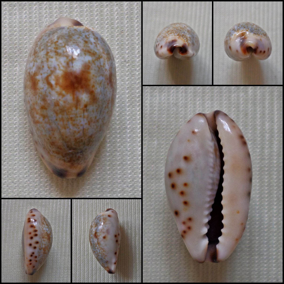 AHB20 - Purpuradusta gracilis gracilis 19.56mm
