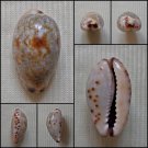 AHB20 - Purpuradusta gracilis gracilis 19.56mm