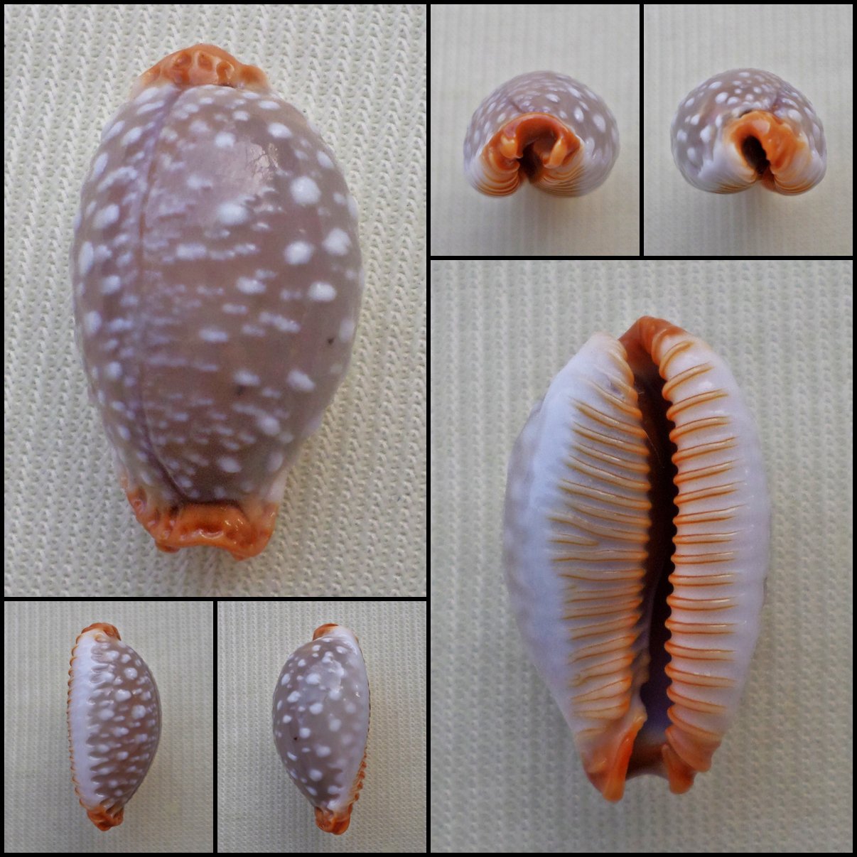 ACB04 - Staphylaea limacina limacina 21.78mm