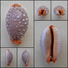 ACB04 - Staphylaea limacina limacina 21.78mm