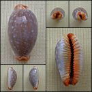 ACC25 - Staphylaea limacina limacina 22.99mm