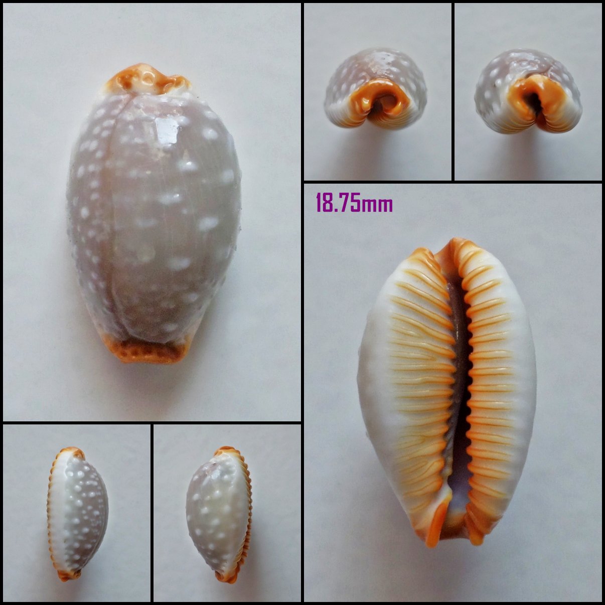 AFA11 - Staphylaea limacina limacina 18.75mm