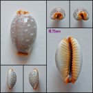 AFA11 - Staphylaea limacina limacina 18.75mm
