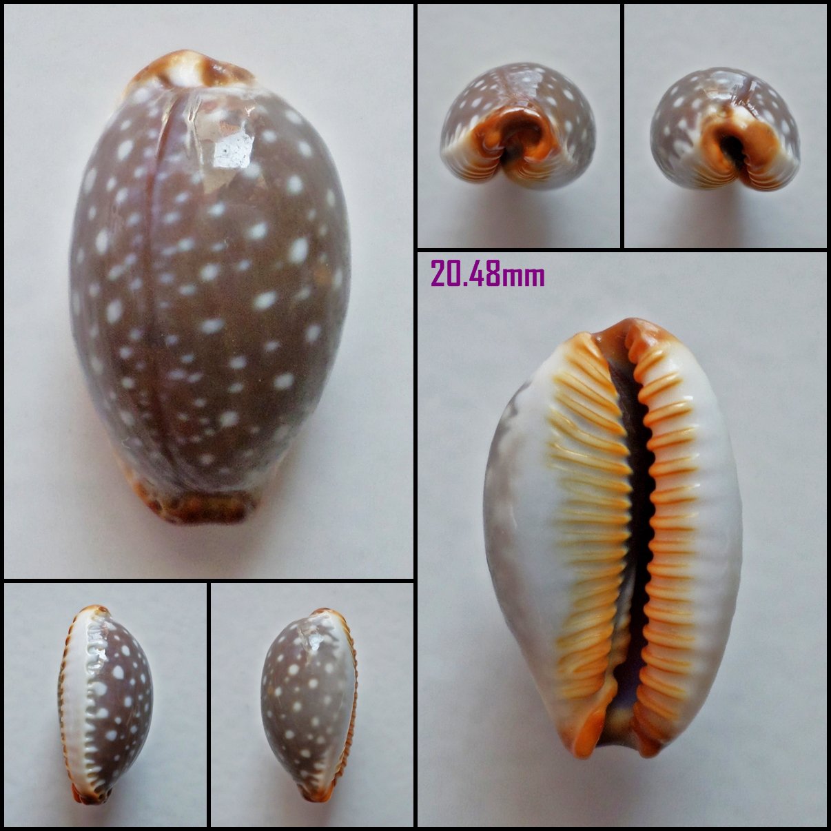 AFA12 - Staphylaea limacina limacina 20.48mm