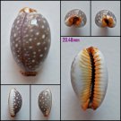 AFA12 - Staphylaea limacina limacina 20.48mm