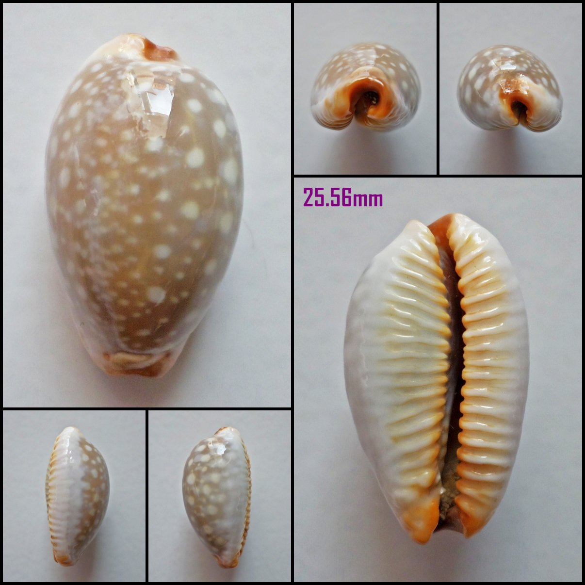 AFA13 - Staphylaea limacina limacina 25.56mm