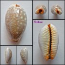 AFA13 - Staphylaea limacina limacina 25.56mm