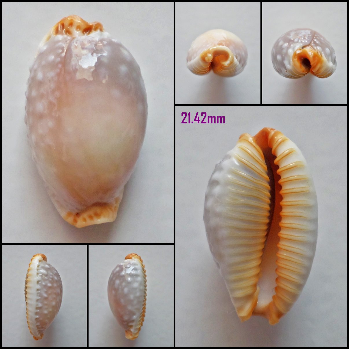 AFA15 - Staphylaea limacina limacina 21.42mm