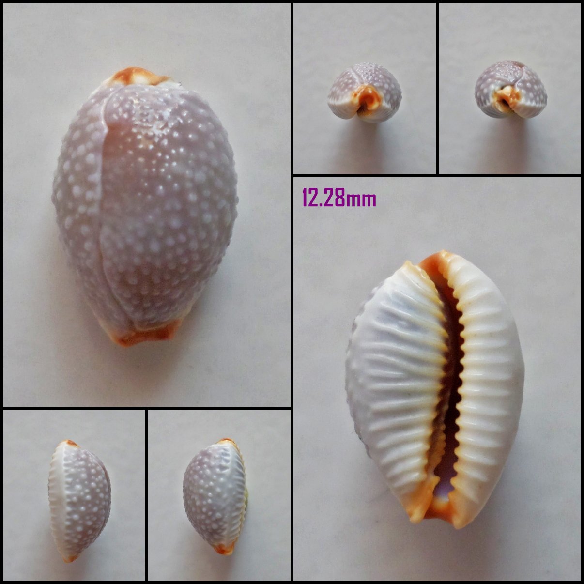 AFB12 - Staphylaea limacina limacina 12.28mm