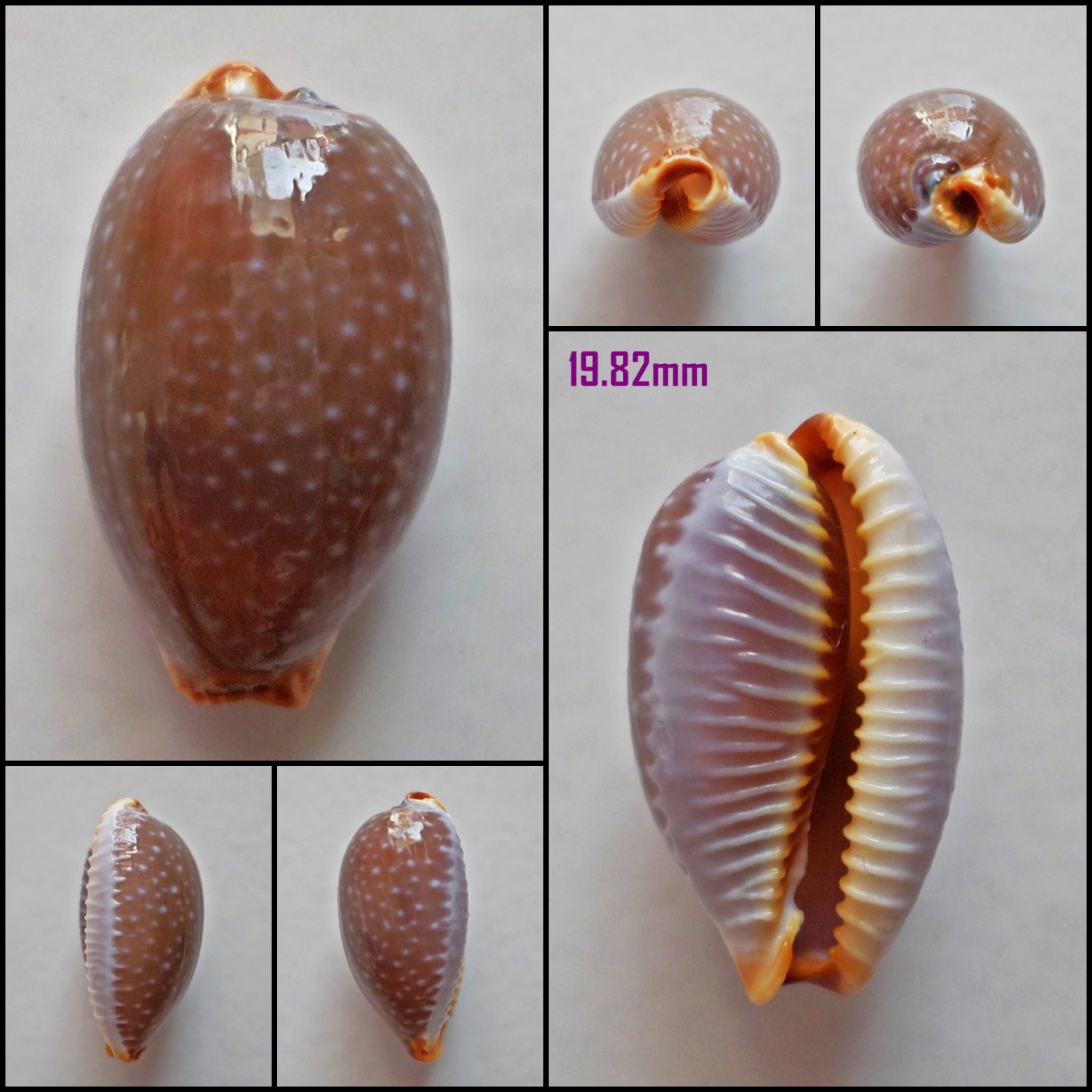AFB13 - Staphylaea limacina limacina 19.82mm