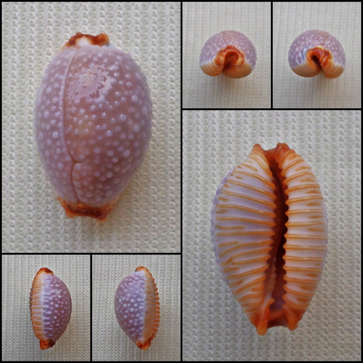ACB12 - Staphylaea staphylaea staphylaea 13.71mm
