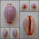 ACB12 - Staphylaea staphylaea staphylaea 13.71mm