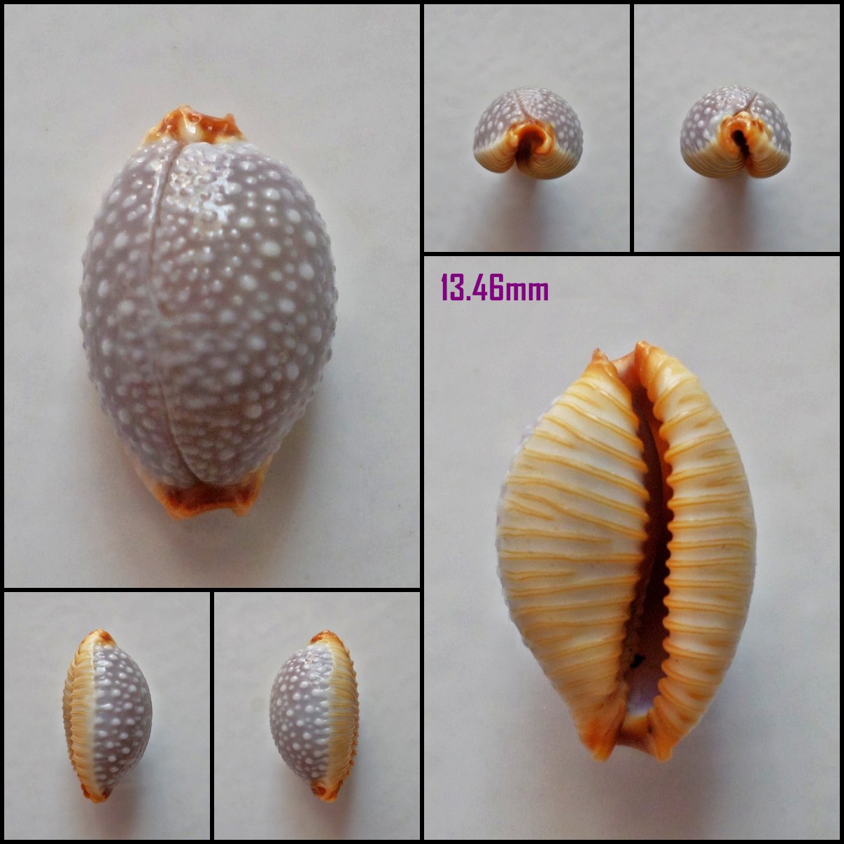 AFB11 - Staphylaea staphylaea staphylaea 13.46mm